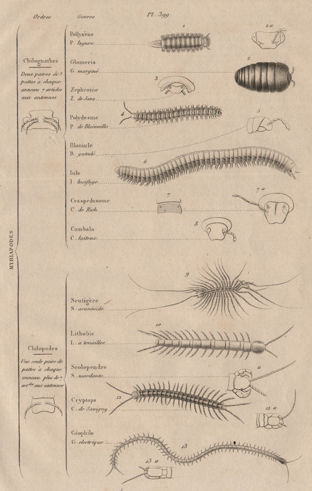 MYRIAPODS. Orders. Arthropods. Classification. Myriapoda 1834 old print